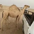 قعدان للبيع