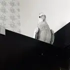 ببغاء كروان