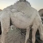 قعود 10 شهور على الحليب شرط