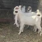 الطايف السديرة الحمادين