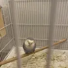 ذكر روز انتاج جاهز لل انتاج