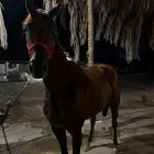 فرس انقليزيه