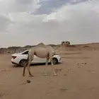 بكره عقابيه