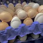 بيض