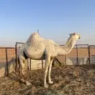 للبيع ناقه رمانيه وضحاء كفو. ضريبه.اقبل البدل بحلال