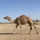 ناقه حمرا لقحه علي رماني ومنتج وناقه نظيفه وسالمه العذاريب