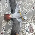 فرخ كاسكو دبل سبر جامبو انتاج محلي بطل