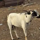 تيس رباع للبيع
