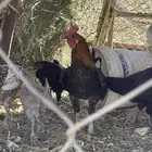 ديك عربي للبيع