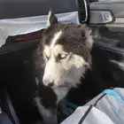 هاسكي سايبيري