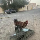 ديك للبيع