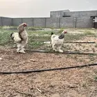 دجاج