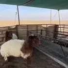 رخال طيبه