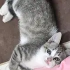 قط صغير لتبني لمن يخاف الله فيه