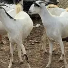 ماعز بيشي