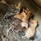 دجاج فروخ بلدي العدد 20