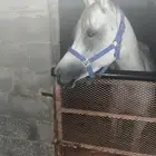 فرس واهو طيبة معها مهر طيب