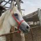 خيل