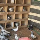 حمام باكستاني موضح طيرانه بالفيديو