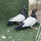 حمام صيني