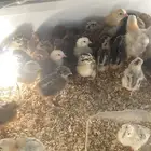 صوص دجاج وصوص سمان تكساس تم البيع