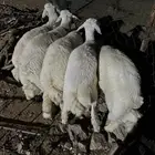 ذبايح طليان ضيفه تمايم طليان طيبه ونضيفه