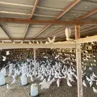 حمام فرنسي سوبر جامبو