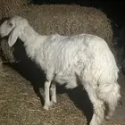 رخل حريه الخرج