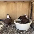 حمام بغدادي احمر