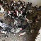 دجاج فيومي