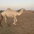 نياق لقايح وعشرا