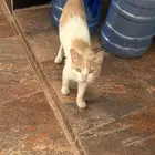 قطة و اولادها 2 للتبني