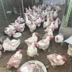 دجاج لحم أربع كيلو