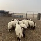 تم البيع