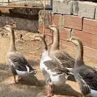 وز عراقي جامبو