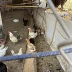 دجاج بلدي بياض نظيف للبيع