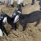 تيوس و جفار