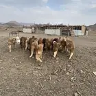 حلال للبيع اغنام