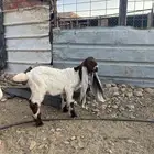 تيوس دواغير