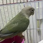 انثى كنيور سنمون