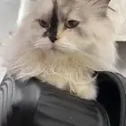 عرض لتبني لمدة