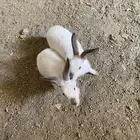 ارانب فرنسية