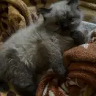 قطط صغيره للبيع