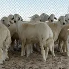 ذبايح حريات طليان جبره