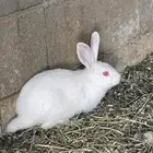 ارانب فرنسي وايطالي