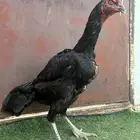 دجاجة الماني