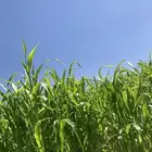 ( حجز مسبق بعربون)ذره جيزاني شد جندير