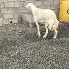 فحل حري مشروط