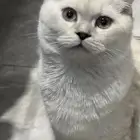 قط سكوتش فولد للبيع وكيتن للبيع سكوتش مع هملايا