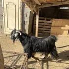 تيس فحل عارضي